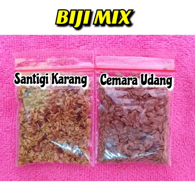 Biji Mix 2 Jenis Biji Bonsai (BijiBonsaiSantigi Karang dan Biji Bonsai Cemud)