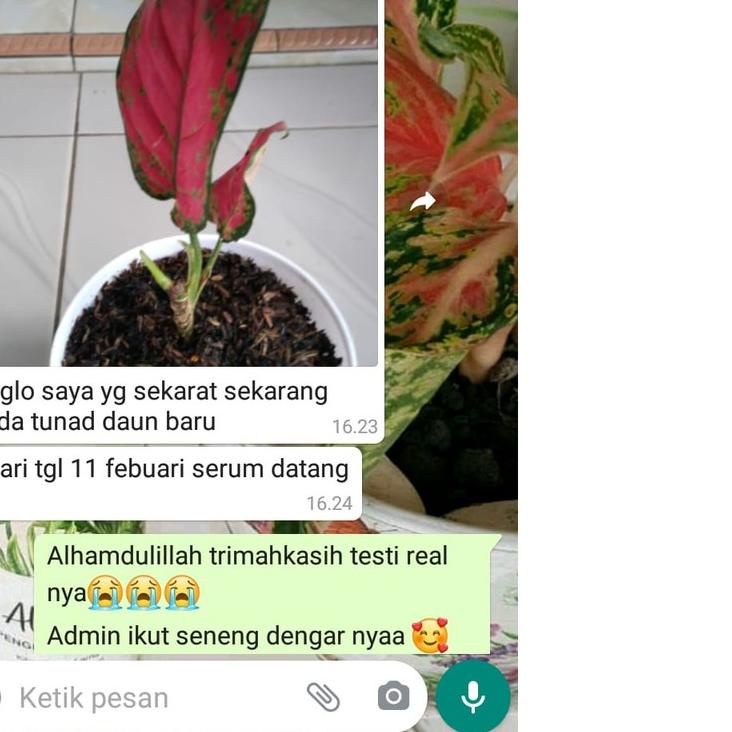 ☞ Albero plant growth serum - serum tanaman hias ⅎ