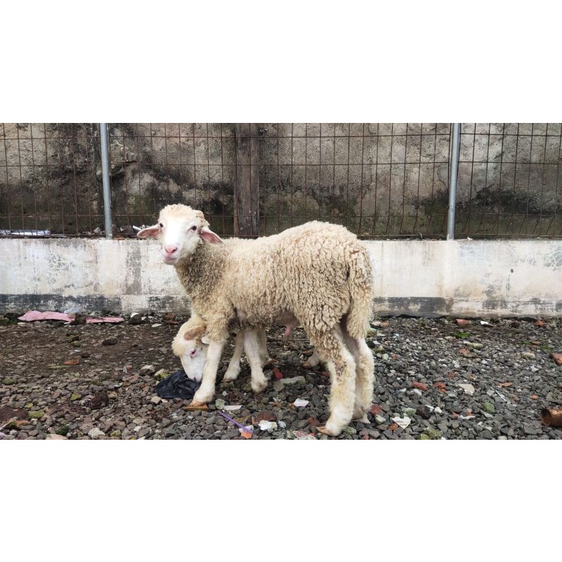 hewan kurban domba/kambing harga ekonomis yuk kakak kakak