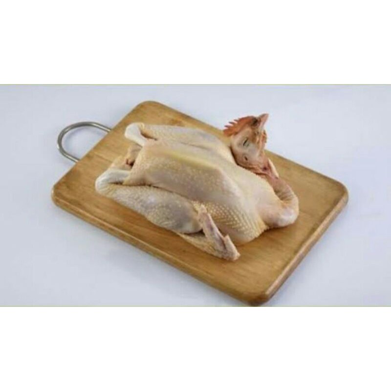 

Ayam Pejantan/ekor