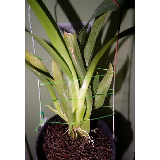 Oncidium Sharry Baby "Sweet Fragrance"