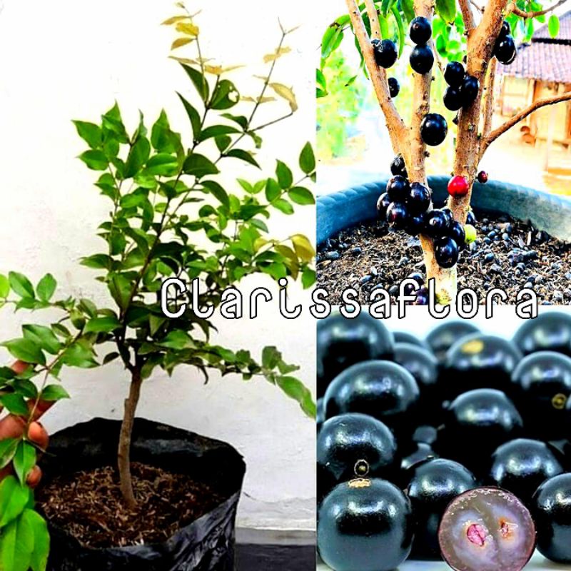 ( BISA COD ) promo  pohon buah anggur Brazil sudah siap berbuah