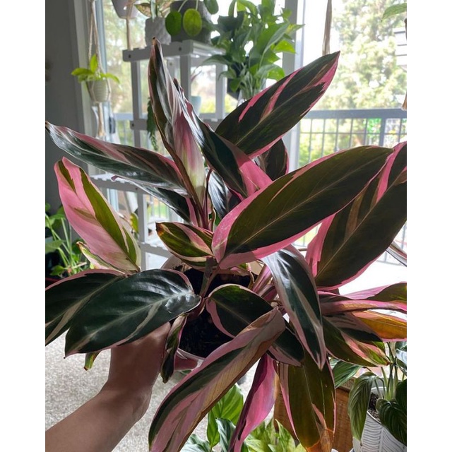 Tanaman hias hidup calathea meranti bali- bunga kalatea- calathea tricolor-Tanaman Hidup-Bunga Hidup