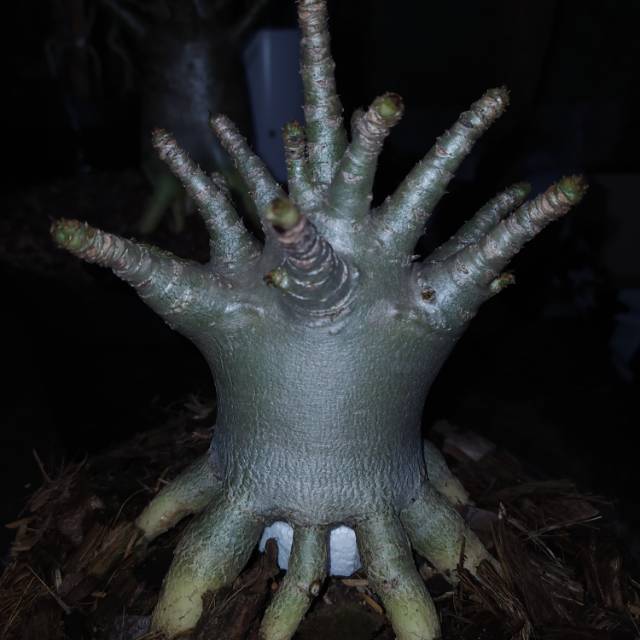 Adenium hybrid WKL x KLT