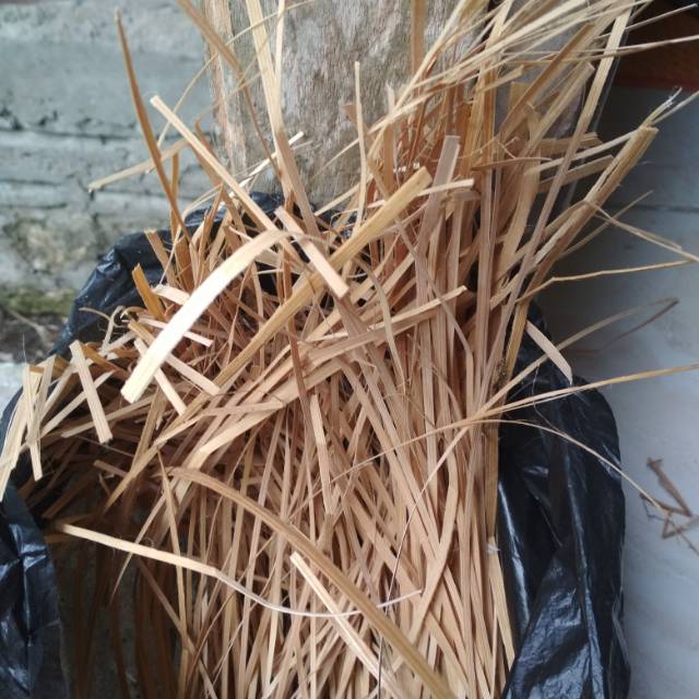 Sarang burung jalak bali