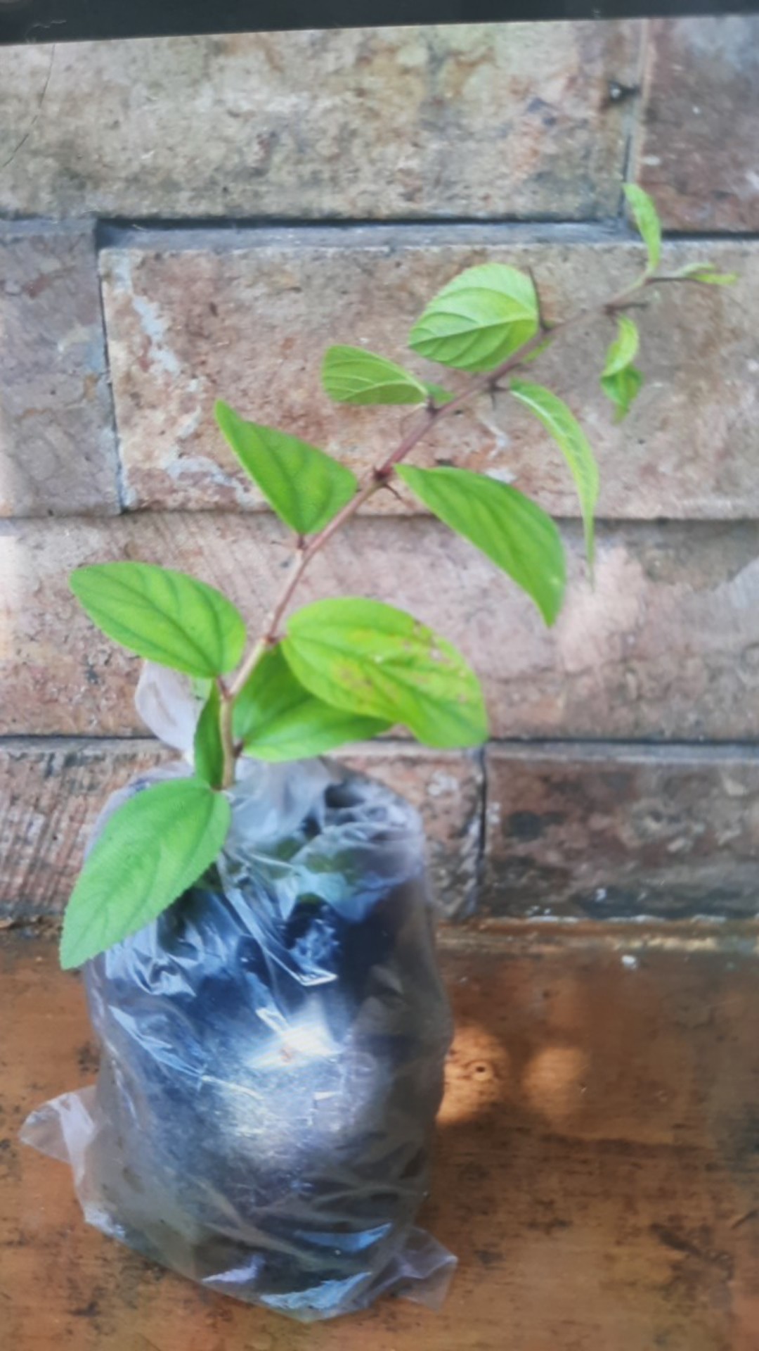 10 Benih Biji Pohon Bidara Arab