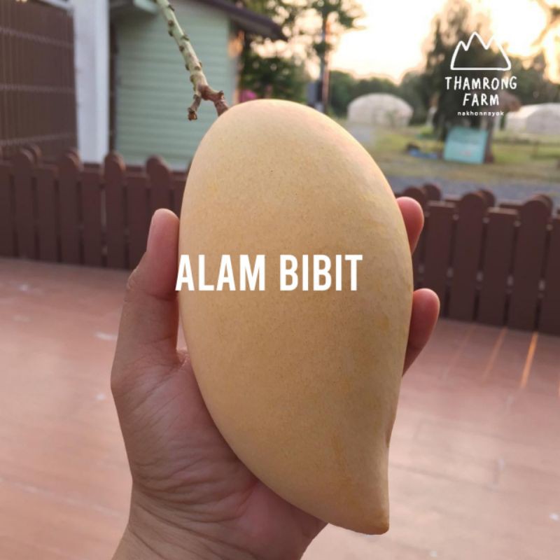 BIBIT MANGGA UNGGUL NAMDOKMAI GOLDEN