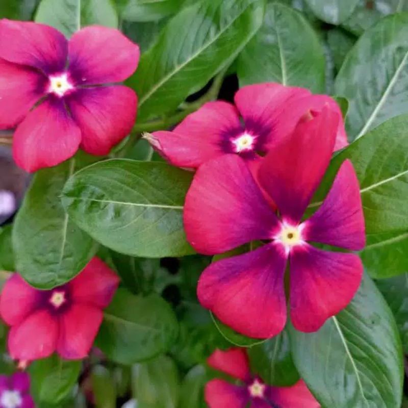 Jual Benih Bunga Vinca Gantung