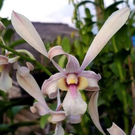 Dendrobium capung Kalimantan Anggrek Dendrobium Keriting Melintir Seedling Dendrobium Pra Remaja Usi