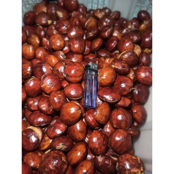 

Jengkol / Jengkol tua sumatera / jengkol rebus