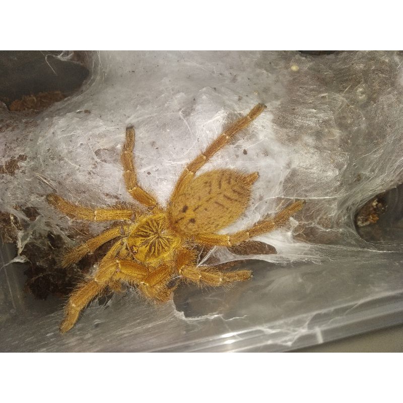 Tarantula P.Murinus ,orange baboon tarantula ,obt