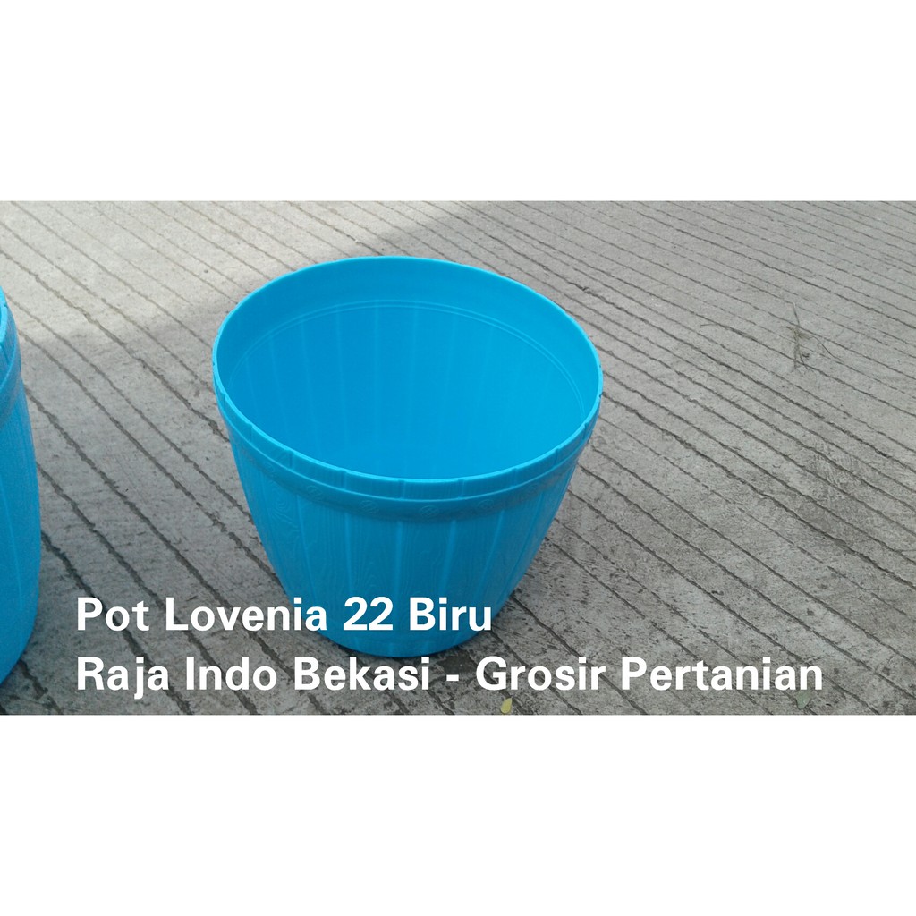 Pot Gentong Lovenia 22 Putih Warna Warni Pot Gentong 22 Bibit Bunga Warna-Warni