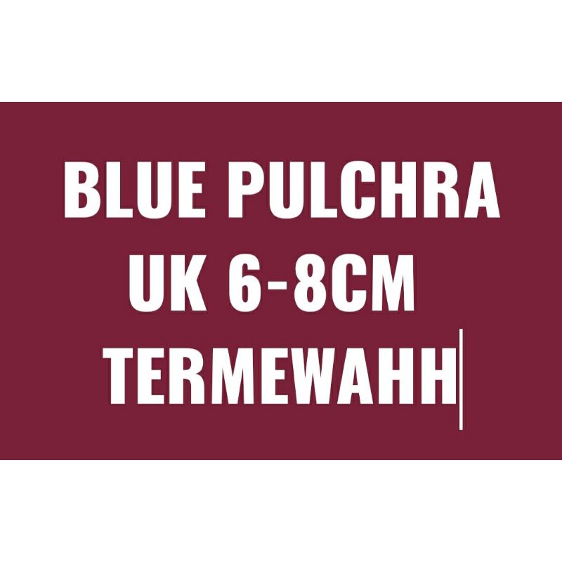 TERINDAH!!! BLUEE PUL uk 6-8 FIXS MURAHH