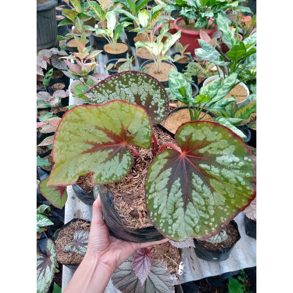 tanaman hias bunga begonia keong / begonia keong merah / begonia kerang merah kosiamart