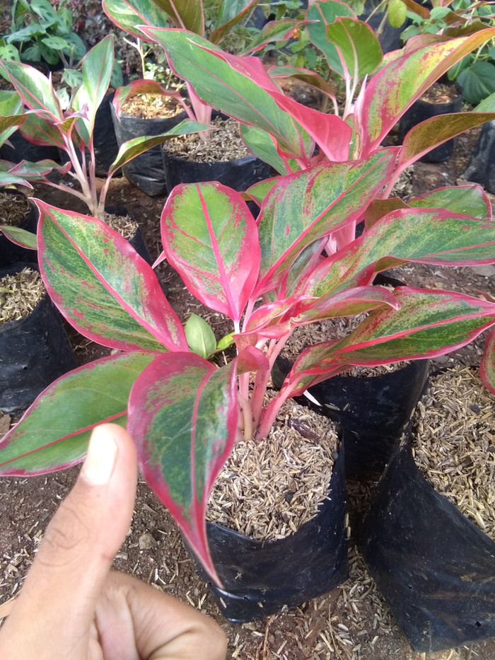 Pohon Aglonema lipstik - aglaonema lipstik - pohon aglonema