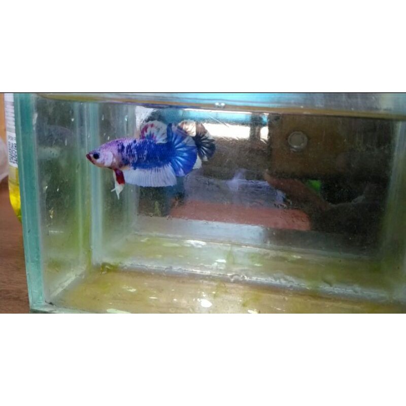 ikan betta koi galaxy | bahan koi galay | ikan cupang