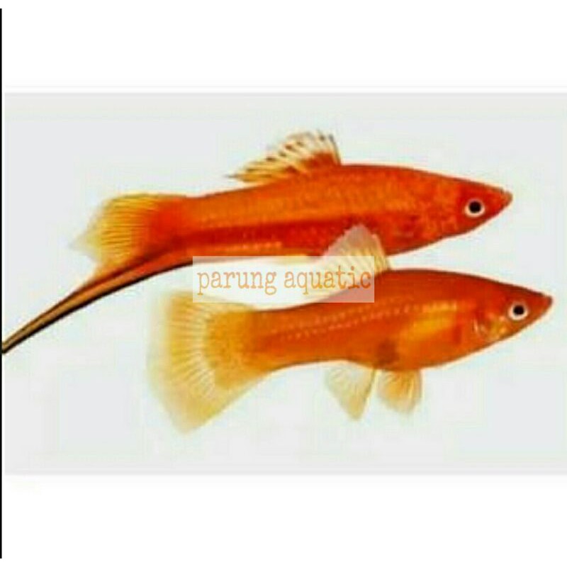 ikan hias platis Pedang