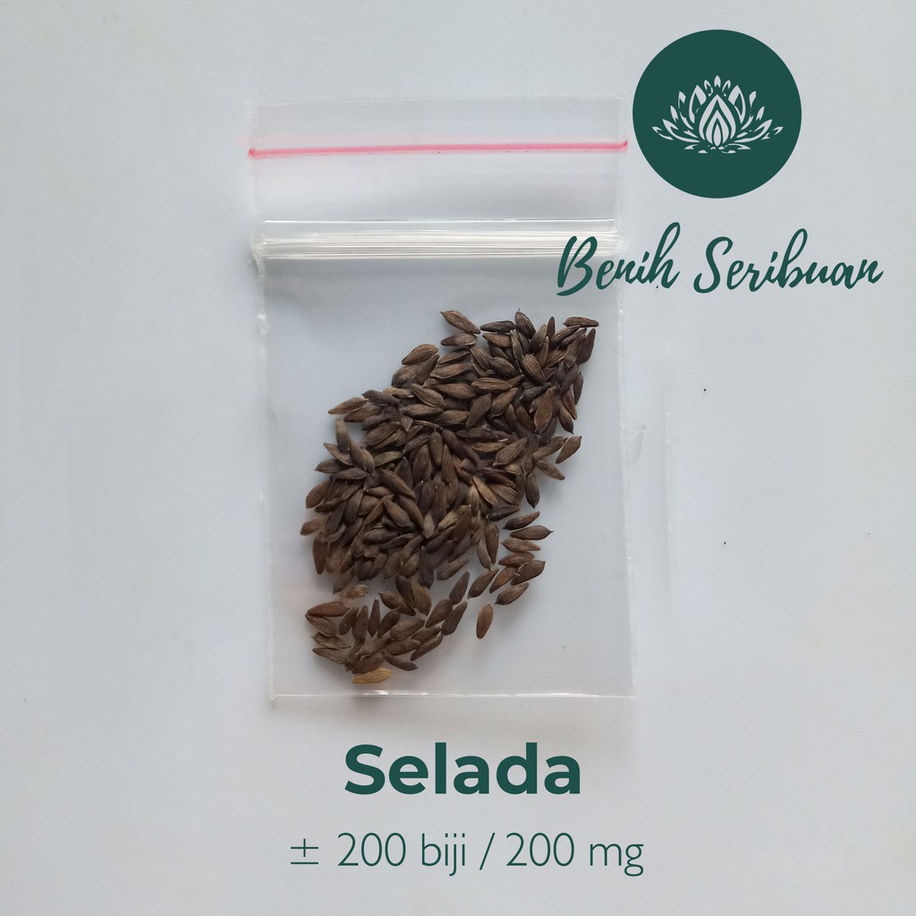 200 Biji Benih Selada Keriting Hijau Grand Rapids Cap Panah Merah Bibit Sayur Sayuran Hidroponik-3