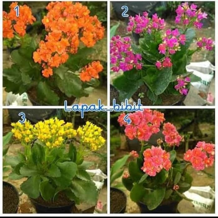 PROMO Tanaman herbal cocor bebek / Tanaman hias cocor bebek