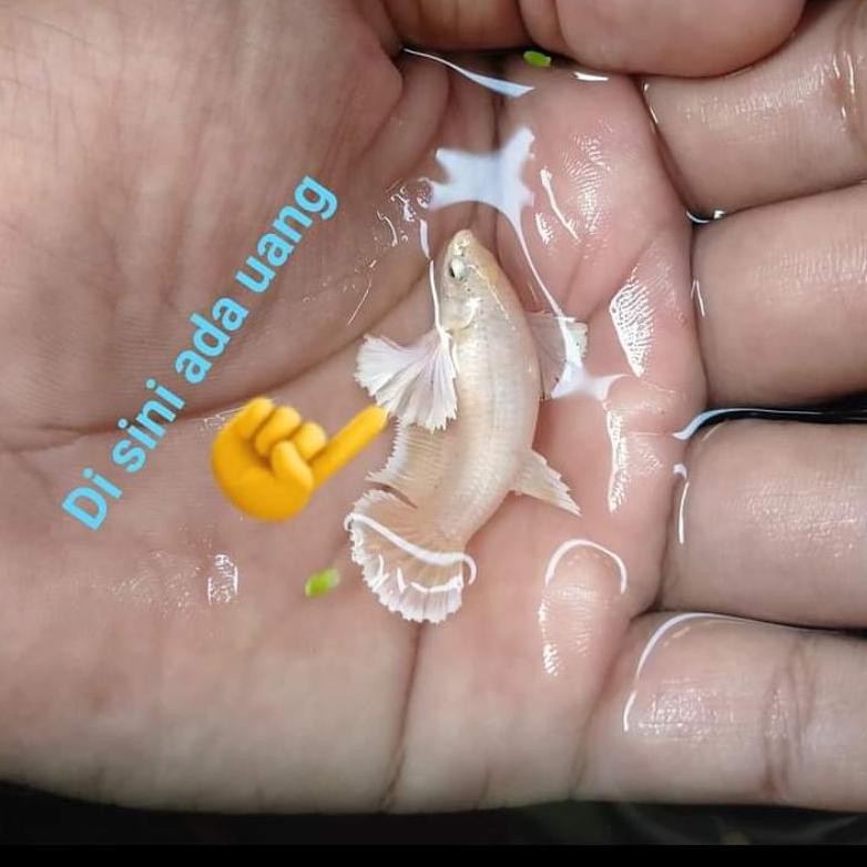 Diskon Ikan Cupang Hias Plakat Dumbo Ear Soft Betina 01