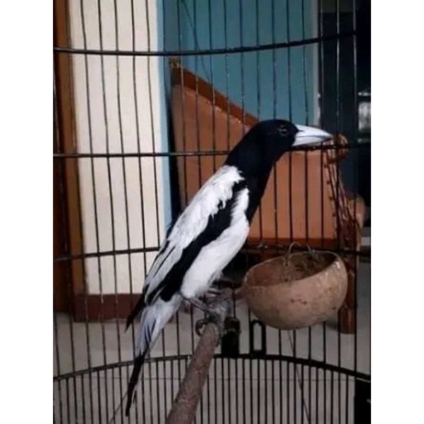 burung jagal papua