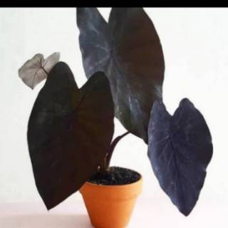 TANAMAN HIAS BLACK CALADIUM BIG SIZE / SENTE HITAM ...