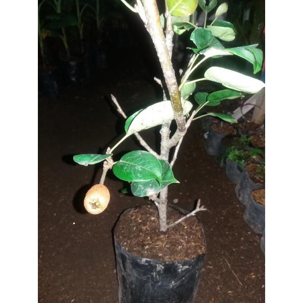 Bibit Buah Pir Coklat