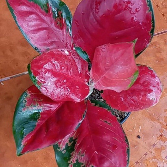 Aglaonema / Aglonema Suksom Besar / Jumbo / Induk / Rimbun