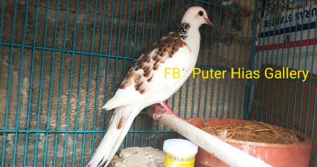 Sarang burung jerami Buat burung Tekukur klantan, Puter pelung, Merpati DLL