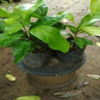 BIBIT TANAMAN KAYU CENDANA