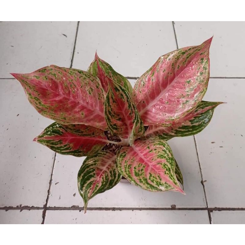 Bunga Aglonema Pink Beauty / Aglonema Red Beauty / Aglo pink biuti Jumbo Roset