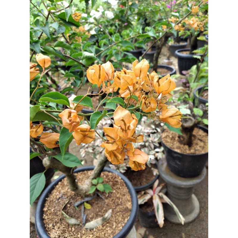 TERLARIS Bunga Bougenville Anggur Kuning Id Import