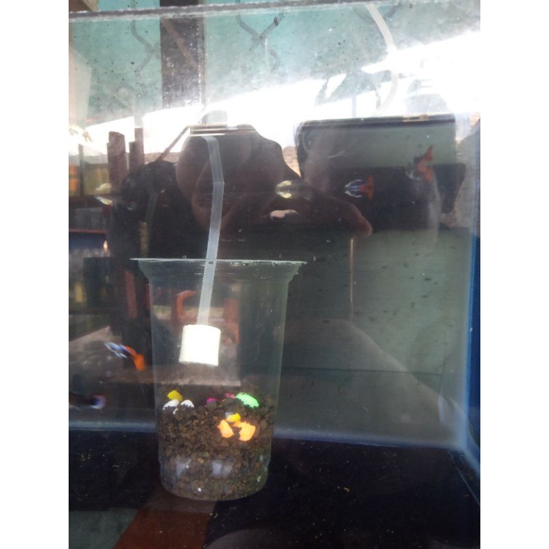 Ikan Guppy PRTBE (Platinum Red Tail Big Ear) sepasang,4-6 bulan siap produksi,bonus Guppy/cupang