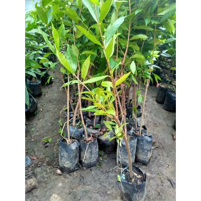 Bibit Tanaman Bumbu Daun Salam Terlaris Murah BELI 12 GRATIS 1-4
