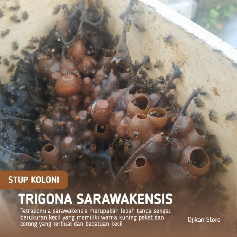 Bibit lebah trigona sarawakensis / Klanceng sarawakensis / Tetragonula sarawakensis