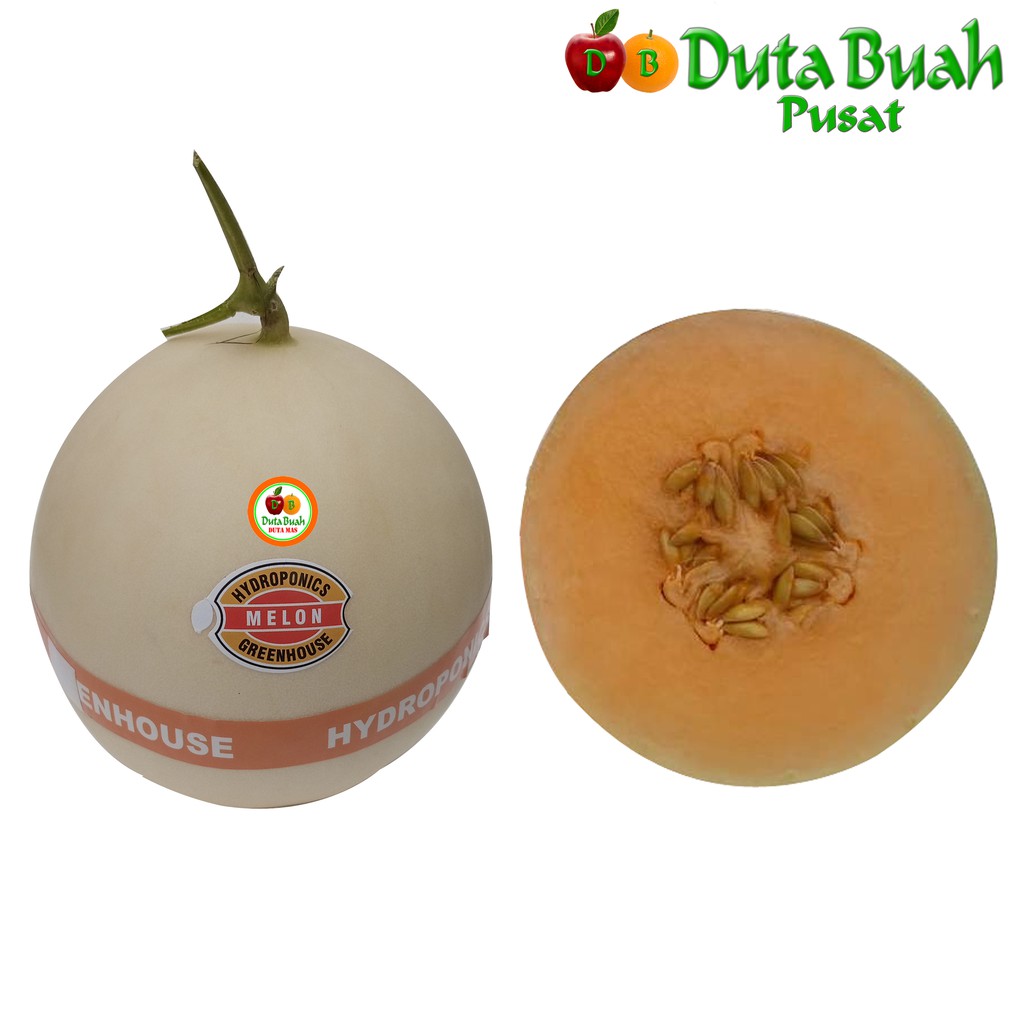 

DUTA BUAH melon honey dew orange (+- 500g - 800g/pcs)