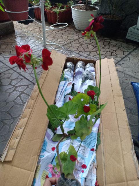 Tanaman Hias Geranium Merah Putih Pink Salem