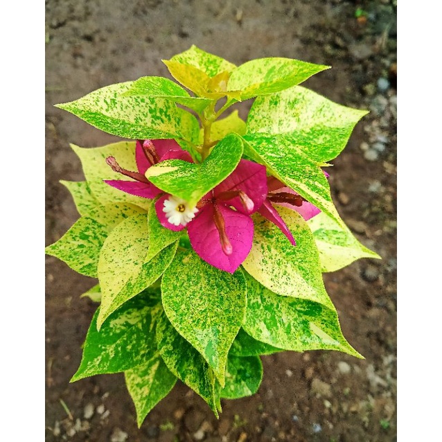 Tanaman Hias Outdoor Bougenville Singapore Jewel 21