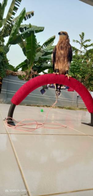 Tangkringan Burung Hantu Elang