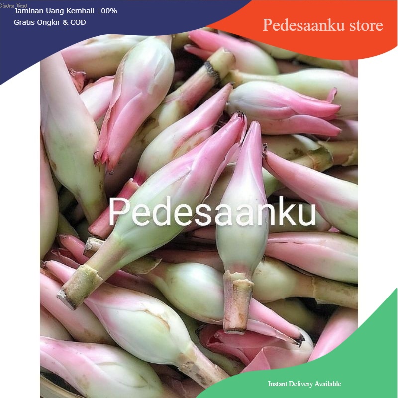 

BUNGA KECOMBRANG/KENCONG/PER 1kg