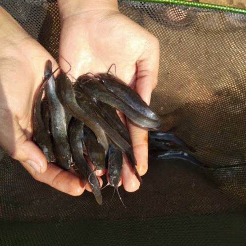 Bibit Ikan Lele Ukuran 10-11cm