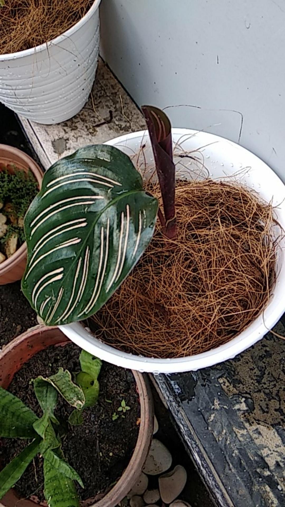 Paket Tanaman Hias Calathea ( Murah )