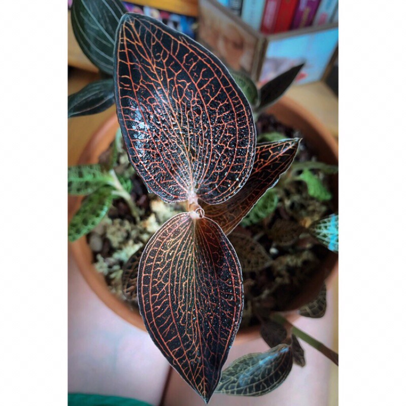 Jawel Orchid Anoectochilus