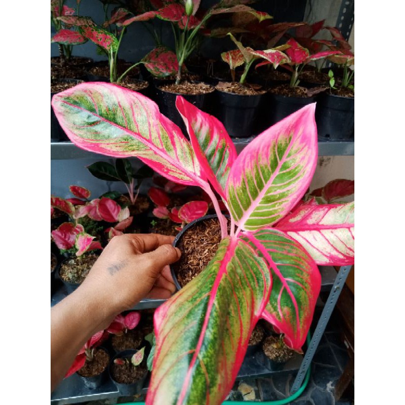 aglaonema super kanza dewasa 5 daun
