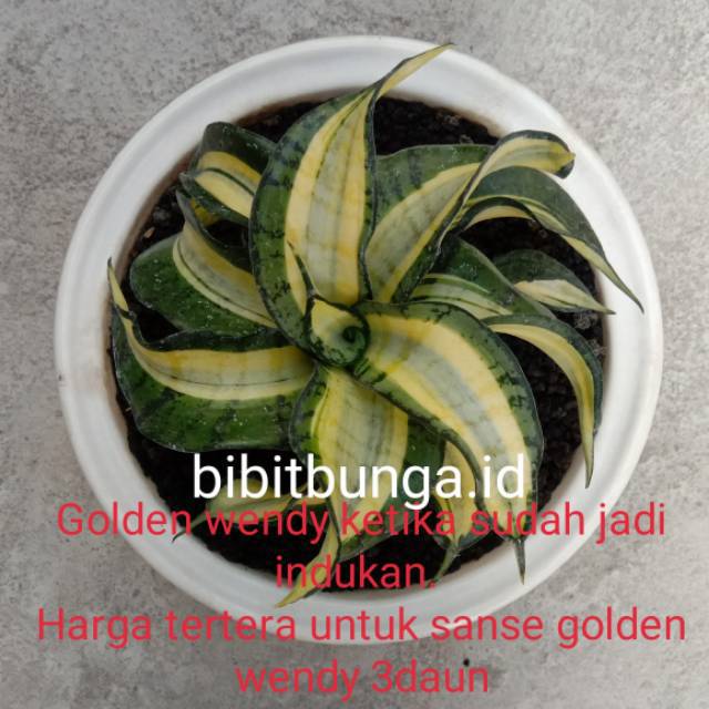 Sansivera golden wendy /sansiviera sansevieria sansivieria