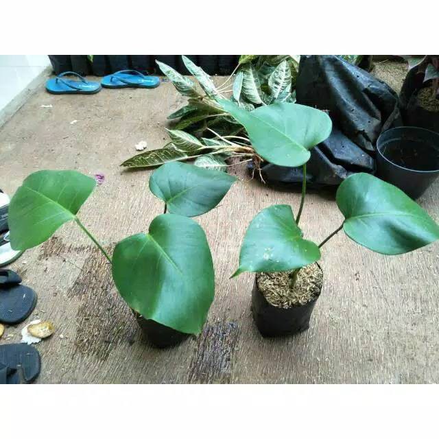 Tanaman hias Bibit tanaman pohon philodendron monstera deliciosa ukuran baby ( Anakan )