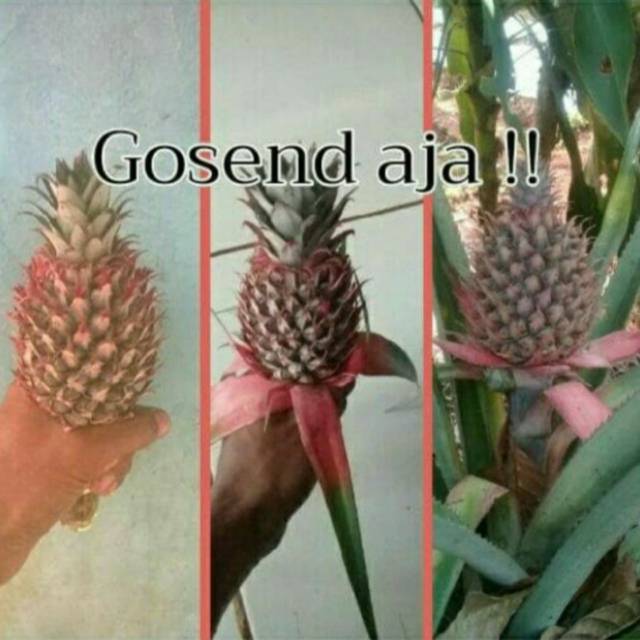 Nanas muda nanas kebum