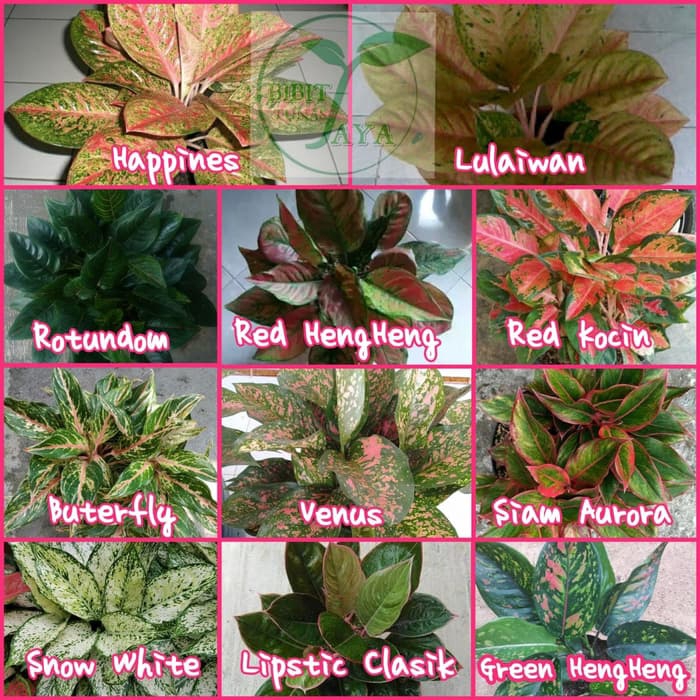 Paket Tanaman Bunga hias aglonema 11 macam