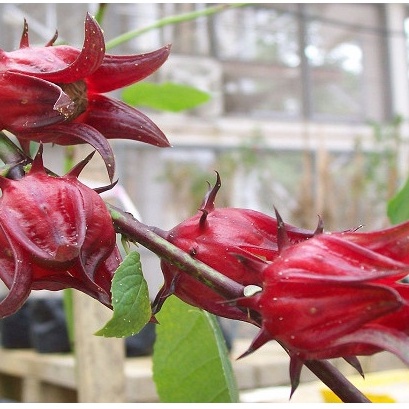 Tanaman Bunga Rosella Merah | Pohon Bunga Rosella Merah