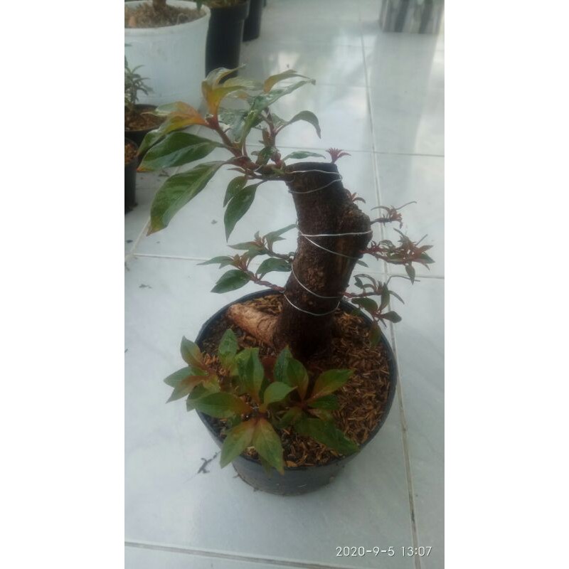 bonsai pusaka